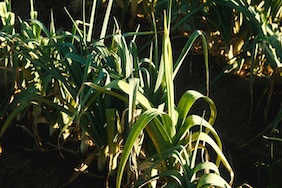 leek
