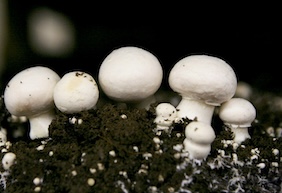 mushrooms