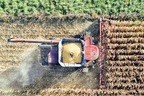 corn